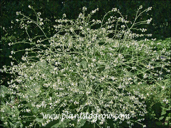 Colewort (Crambe cordifolia) 
(June 8)